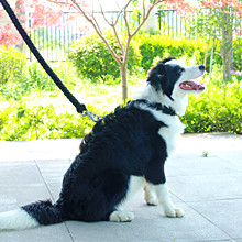 हाइकिंग 7 स्ट्रैंड्स पैराशूट 550 पैराकॉर्ड रोप 100 फीट 2